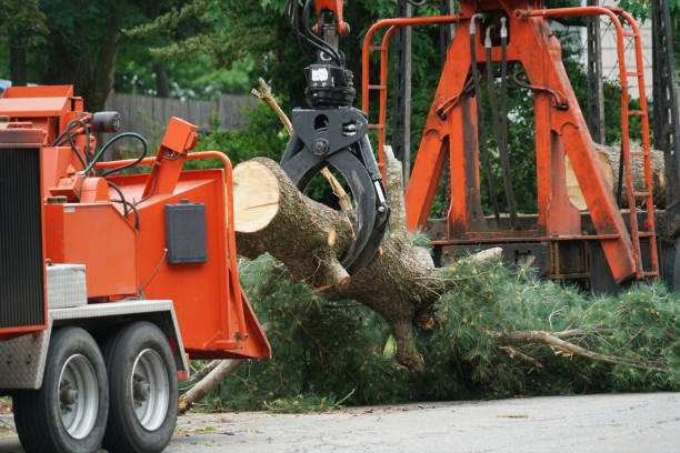 Professional Tree Care  in Paramus, NJ